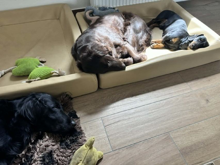 Nickerchen während dem Homeoffice