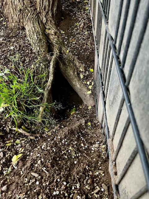 Wurfhöhle