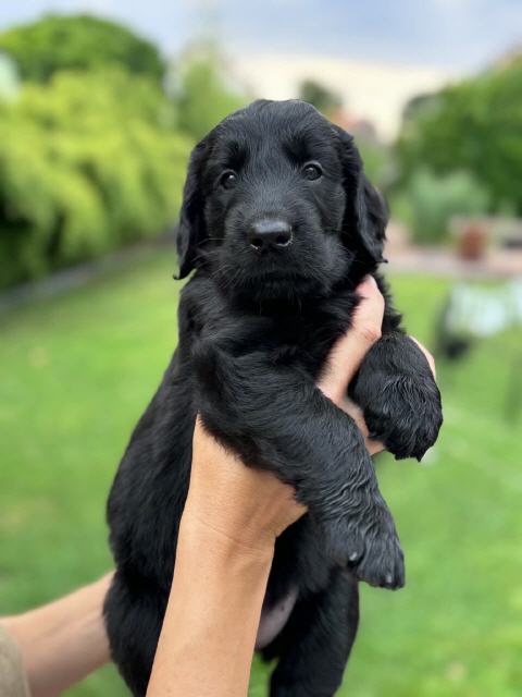 Hündin ohne Punkt